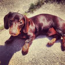 My 6 Month Old Mini Dachshund Jax Mini Dachshund Dachshund Doggy