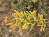 Image result for Salicornia pachystachya