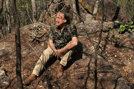 Image result for Xerophyta kirkii