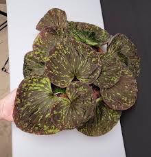 Image result for Nervilia