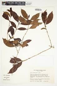 Image result for Rothmannia manganjae