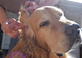 Yes, hydrogen peroxide has beneficial properties that can help fight infections and keep your dog's ears clean. Homemade Dog Ear Cleaner Learn How To Make Your Own