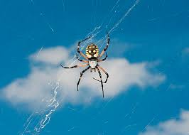 The black and yellow garden spider is commonly found near houses and in gardens. Argiope Aurantia Wikipedia
