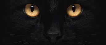 You can also post (positive) comics about cats. Why Can T Cats Drink Milk Plus 6 Other Feline Myths Bbc Science Focus Magazine