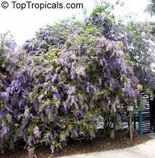 This is a twining vine with rough green leaves. Petrea Volubilis Queen S Wreath Outdoor Gardens Plants Tropical Garden