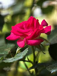 Image result for Rosa sp.