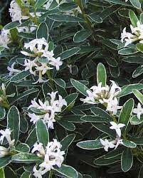 Daphne transatlantica 'summer ice' daphne 'summer ice' leaves have a creamy edge, adding to the frosty look year round. Daphne X Transatlantica Summer Ice Hayloft