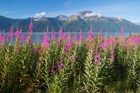 Hours may change under current circumstances Covid 19 Traveler Information Visit Anchorage