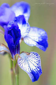 Blue Iris With Gold Trim Schreiner S Iris Garden Greengate Images Greengateimages Etsy Com Salem Oregon Iris Blue Iris Flowers Fancy Flowers Iris Flowers