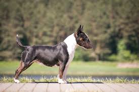 We did not find results for: English Bull Terrier English Bulldog Bull Terrier Mix Info Pictures Facts Doggie Designer