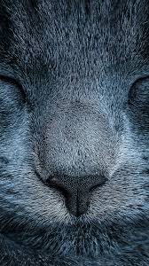 Sleeping Blue Cat Zoom Nature Smartphone Wallpaper Getphotos Animals Blue Cats Cat Wallpaper