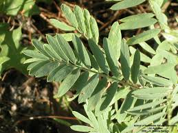 Image result for Tephrosia lurida