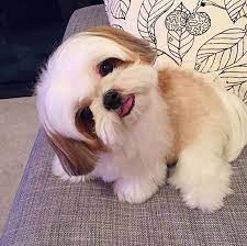 well hello animaux adorables animaux mignons bebes animaux mignons