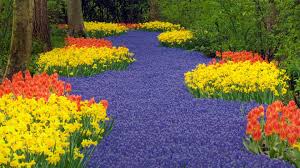 Keukenhof gardens near amsterdam are open only 51 days in 2021. Die Gartenanlage Keukenhof In Lisse Provinz Sudholland Niederlande Bing Fotos
