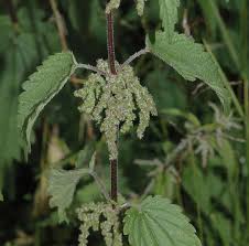 Image result for Urticaceae