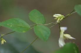 Image result for Amphicarpaea