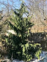 Check spelling or type a new query. Weeping Alaskan Cedar An Elegant Easy To Grow Evergreen Tree