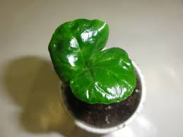 Image result for Coffea racemosa