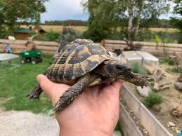 Bei säugetieren werden sie in den talgdrüsen gebildet, bei vögeln in der burzeldrüse. Fundschildkrote In Respekturtle Schildkrotengnadenhof Facebook
