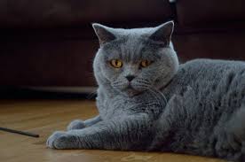Proust Anketine Bir Chartreux Kedisi Ne Yanit Verir Hayvanlar Kedi Hayvan