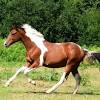 Coloriages cheval coloriages coloriage imprimer gratuit fr. Https Encrypted Tbn0 Gstatic Com Images Q Tbn And9gcq7wew Rzkgorlaqi2nnrwz4oa3dbwh34u2fqrtltwun08vm5ds Usqp Cau