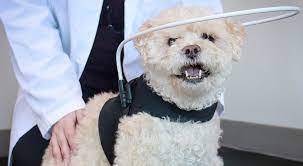 Sards Treatment And Helping Your Pet With Vision Loss Walkin Pets