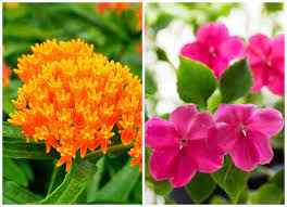 As Many A Green Thumb Knows There Are Certain Plants You Should Never Grow Together Some Plants Hog All The Sunlight Others Plants Bad Neighbors Green Thumb