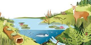 Deepen your understanding of the natural world by learning about biology, chemistry, physics, and geology. The Science Of Nature Ecosystem Quiz Proprofs Quiz