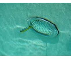 How To Identify A Replacement Pool Bulb Light Inyopools Com