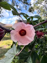 Image result for Hibiscus sabdariffa