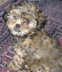 Look at pictures of shih tzu puppies who need a home. Lost Dog Is Found Shih Poo Shih Tzu Poodle Shih Poo Puppies