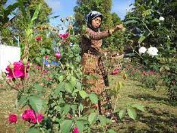 Bunga turi atau kembang turi merupakan bunga yang bisa dimakan. Satu Suro Kembang Tujuh Rupa Banyak Dicari Untuk Apa Krjogja