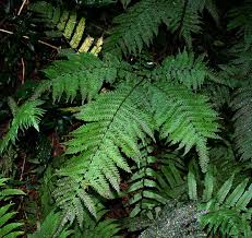Image result for Pteris burtonii