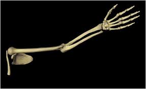 Schultergelenk humerus arm langen knochen, arm, arm, knochen png. Speiche Radius Gesundmed Medizin Und Gesundheit Im Web