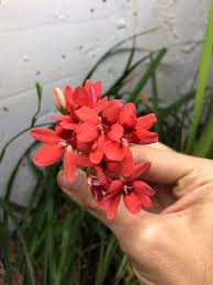 Image result for Freesia laxa
