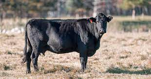 Crystalyx Beef Cow Body Condition Score Impact On Cow Longevity