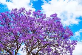 Foto De Flores Da Arvore Do Jacaranda Com Ceu Azul E Mais Fotos De Stock De Jacaranda Istock