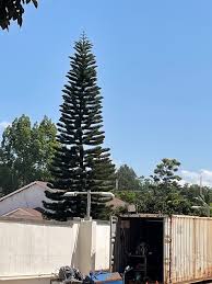 Image result for Englerodendron