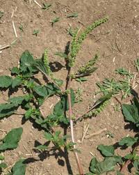 Image result for Amaranthus spinosus