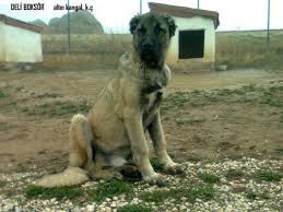 Boksor Kangal Kopegi Kangal Kopegi Kopek Hayvan