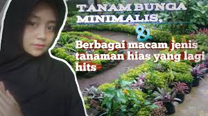 Dalam menyusun rpp agribisnis tanaman hias kurikulum 2013 revisi 2017/2018 dan rpp 1 lembar 2019/2020/2021 kelas xi xii semester 1 dan 2 pada tingkat smk/mak, di era covid 19 untuk semua sekolah sesuai himbauan pemerintah wajib melakukan pembelajaran daring walaupun sebagian tatap muka. Decorative Plants Review Jenis Jenis Tanaman Hias Yang Lagi Hits Di Kalangan Masyarakat Youtube