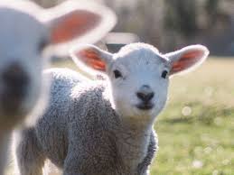 Free, fast and easy way find resort general manager jobs of 771.000+ current vacancies in usa and abroad. 6 Awesome New Zealand Jobs For Foreigners Goabroad Com