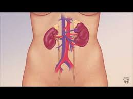 Mayo Clinic Minute Understanding Chronic Kidney Disease Youtube