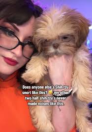 Shih Tzu ASMR: Enjoy Cute Puppy Sounds