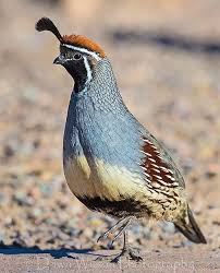 Birds Of Arizona Desert Pin On Animals