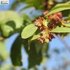 Image result for Bridelia ripicola