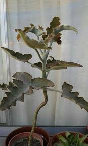 Kalanchoe Daigremontiana Suculentas Quadro De Suculentas Jardim