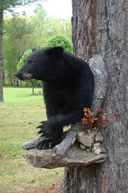 Black Bear Half Mounts Prices 1 2 Lifesize And Shoulder Mount Bear Gallery Bear Gallery Bear Mounts Hunting Art