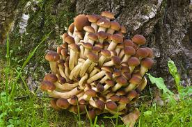 Maybe you would like to learn more about one of these? Funghi Commestibili E Velenosi Quali Sono E Come Riconoscerli Ohga