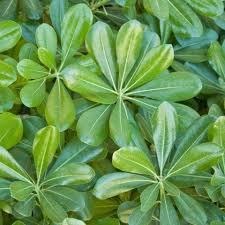 Image result for Pittosporum